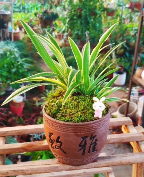 室内小盆栽什么植物最好