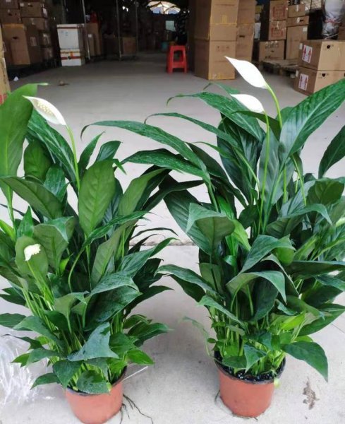 室内小盆栽什么植物最好