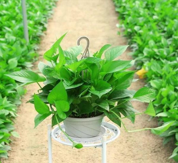 室内小盆栽什么植物最好