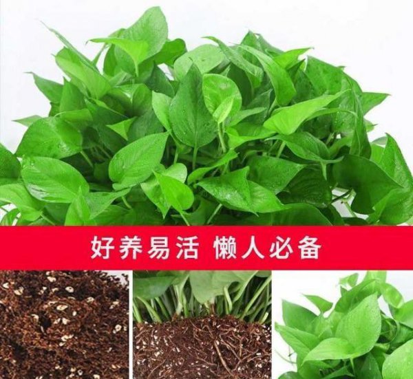 室内小盆栽什么植物最好