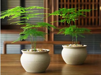 文竹怎样养才能不发黄 养好文竹的正确方法