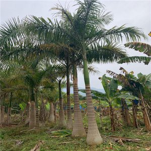 大王椰子树生活环境怎么样 大王椰子的养殖方法