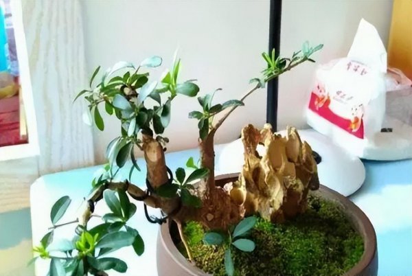 小叶女贞造型树是什么样的