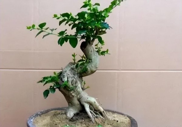 小叶女贞造型树是什么样的