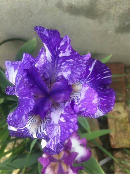 小花鸢尾兰的养殖方法