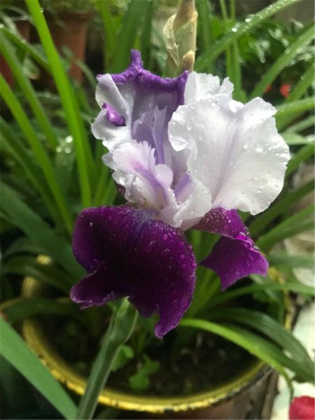 小花鸢尾兰的养殖方法
