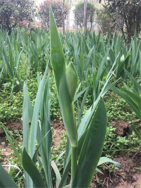 小花鸢尾兰的养殖方法