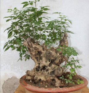 黄荆树桩盆景怎样栽种成活率高 黄荆盆景种植方法