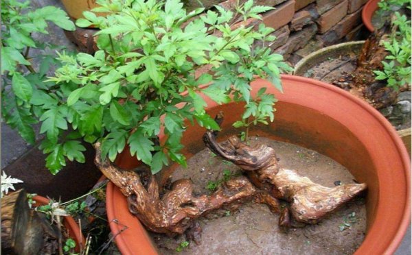 黄荆树桩盆景怎样栽种成活率高