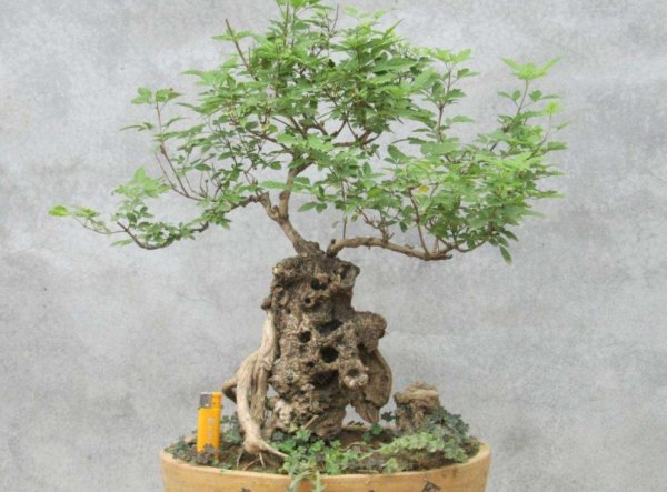 黄荆树桩盆景怎样栽种成活率高