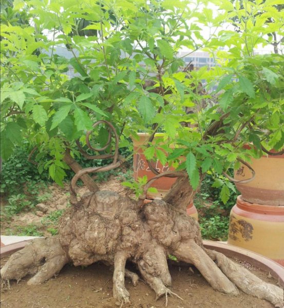 黄荆树桩盆景怎样栽种成活率高