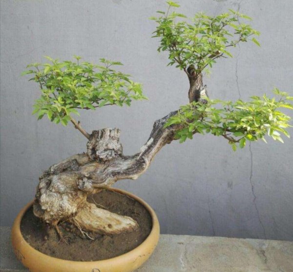 黄荆树桩盆景怎样栽种成活率高