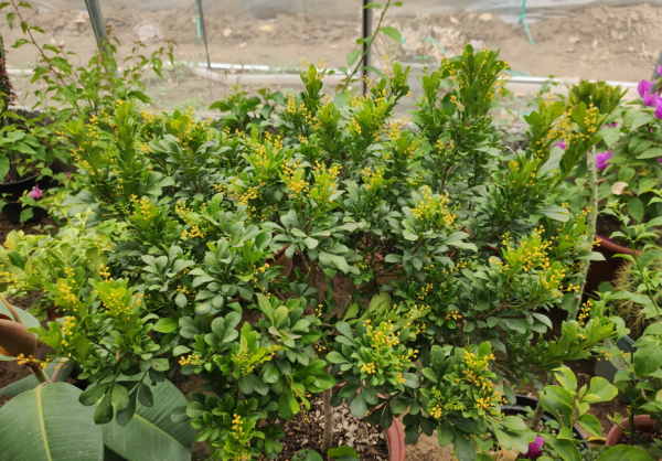 什么花好养又好看四季都开花