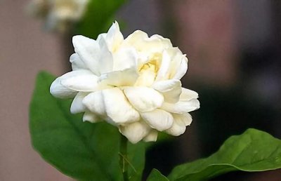茉莉花掉叶子是怎么回事 茉莉花掉叶原因及解决方法