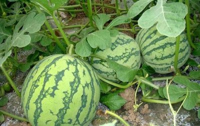 西瓜多久浇一次水合适 西瓜浇水的正确方法和技巧