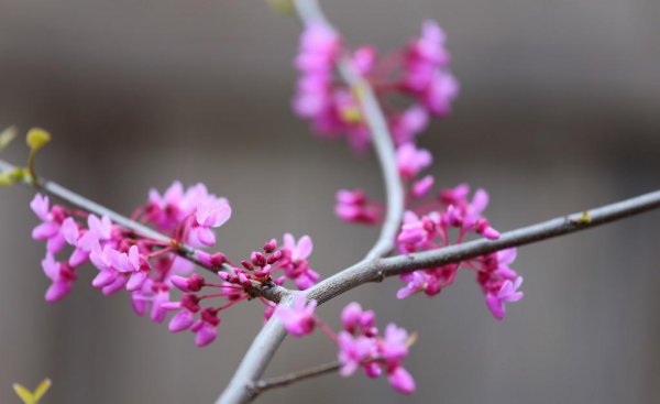 紫荆花花期是什么时候