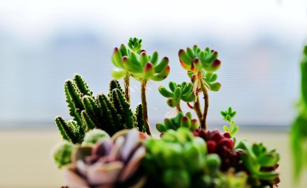 奔龙多肉植物怎么扦插好看
