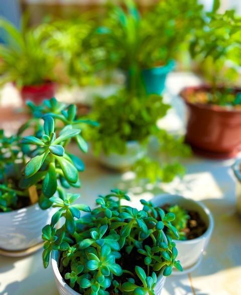 奔龙多肉植物怎么扦插好看