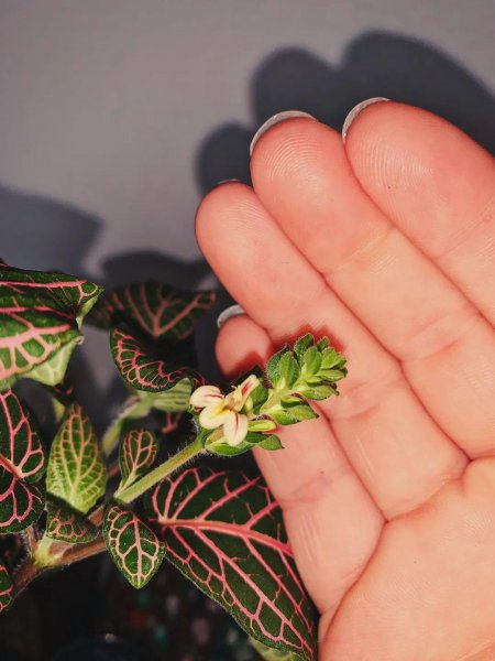 网纹草最大能养多大的盆栽