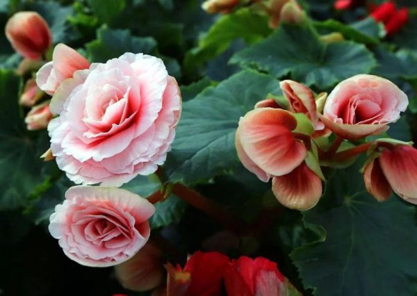 竹节秋海棠种类是什么