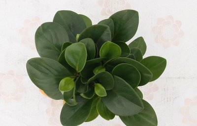 豆瓣绿吸甲醛吗 吸甲醛最好的绿植排名