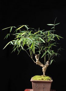 盆栽竹子种类有哪些 小型观赏竹品种介绍