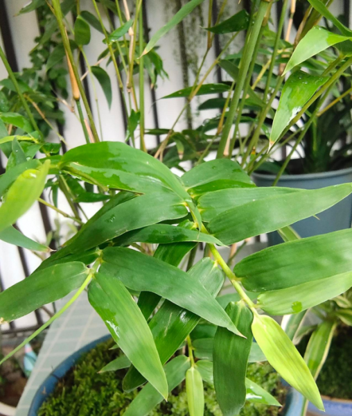 盆栽竹子种类有哪些