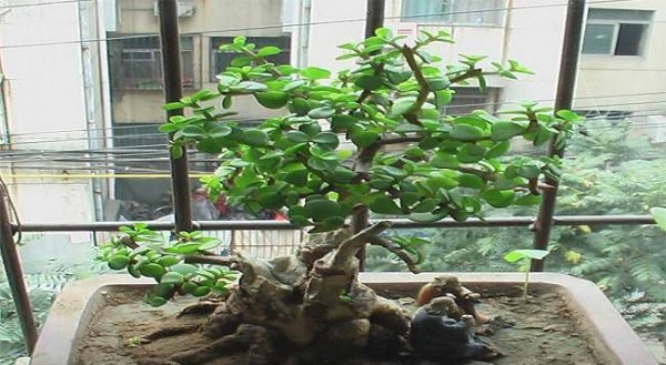 金枝玉叶盆景制作教程