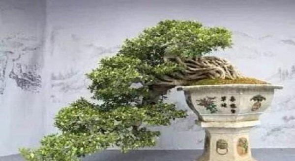 金枝玉叶盆景制作教程