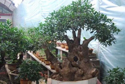 盆栽桂花树怎么修剪才好看 大型桂花树修剪方法
