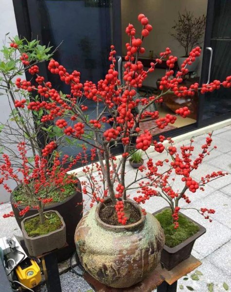 相思豆盆栽怎么养殖