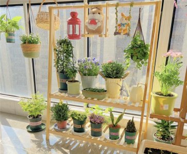 客厅最好养的绿植排名 最易养活的室内大绿植