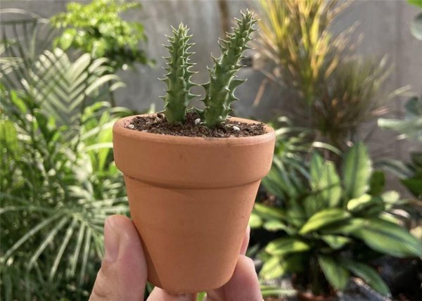 客厅最好养的绿植排名