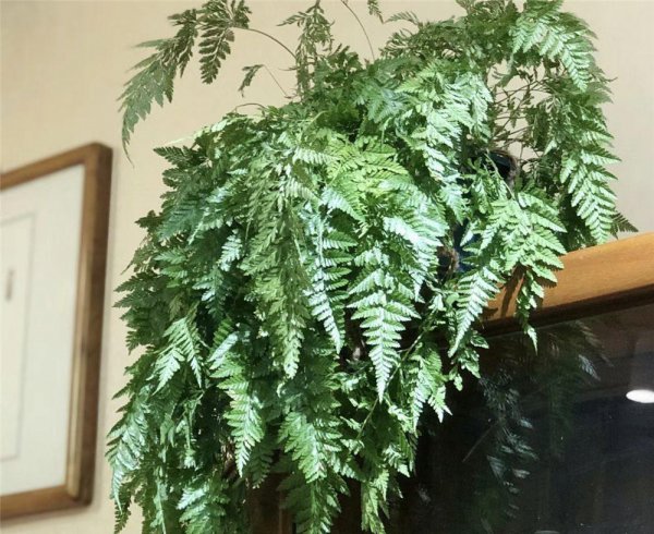 客厅最好养的绿植排名