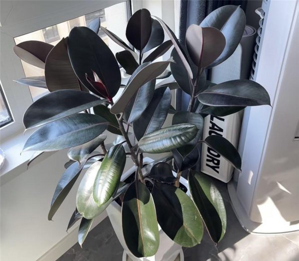 客厅最好养的绿植排名