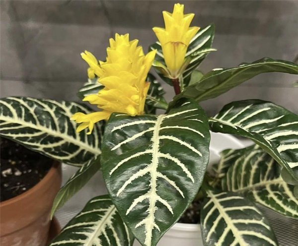 客厅最好养的绿植排名