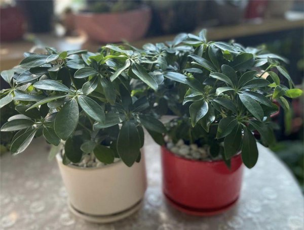 客厅最好养的绿植排名