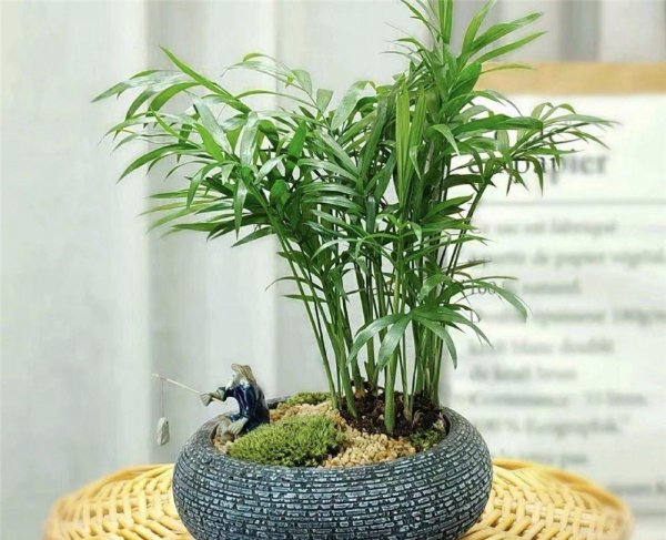 客厅最好养的绿植排名