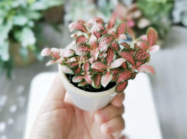 客厅最好养的绿植排名