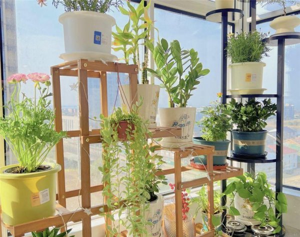 客厅最好养的绿植排名