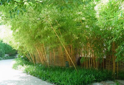 常见的竹子品种大全 竹类盆栽植物的品种介绍
