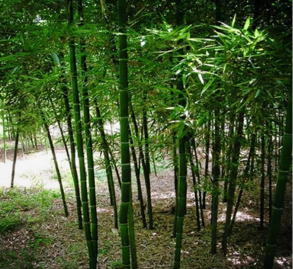 常见的竹子品种大全
