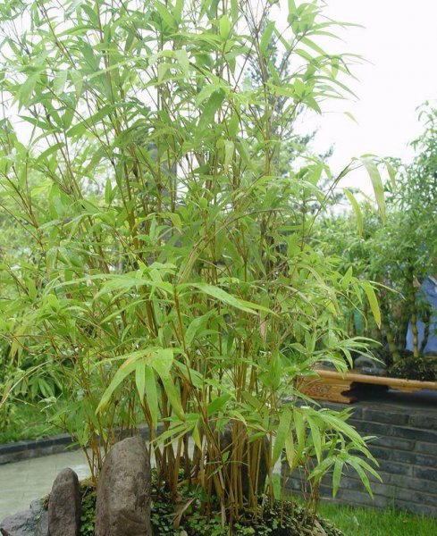 常见的竹子品种大全