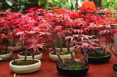 家庭怎样养好红枫盆景 盆景红枫树的养殖方法