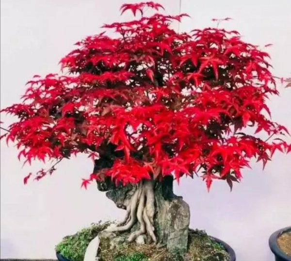 家庭怎样养好红枫盆景