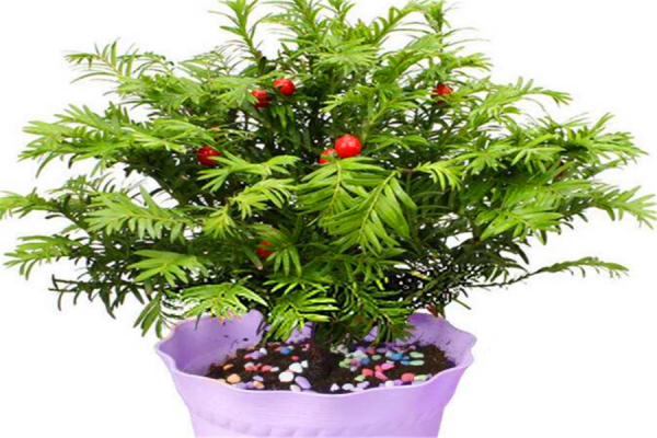红豆杉怎样种植成活率才高