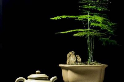 怎样养文竹盆景好看 介绍文竹适合多深的花盆