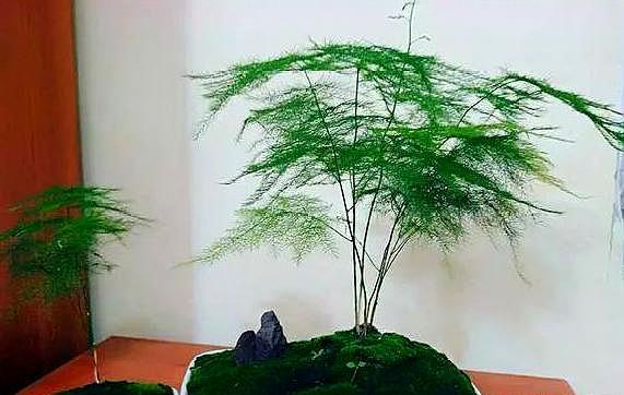 怎样养文竹盆景好看