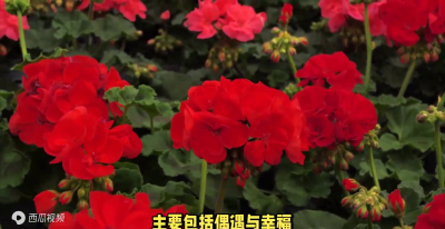 天竺葵的风水寓意是什么 关于天竺葵品种排名