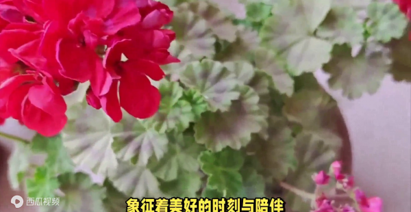 天竺葵的风水寓意是什么